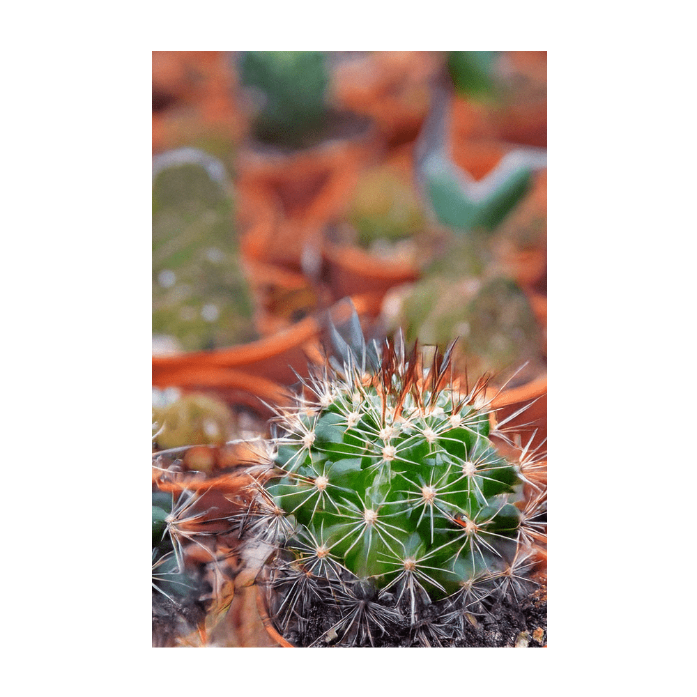Cactus seeds in hermetically sealed Shido packet