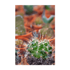 Cactus Indoor Seeds Packet - Chive Ceramics Studio - Seeds - Chive Ceramics Studio