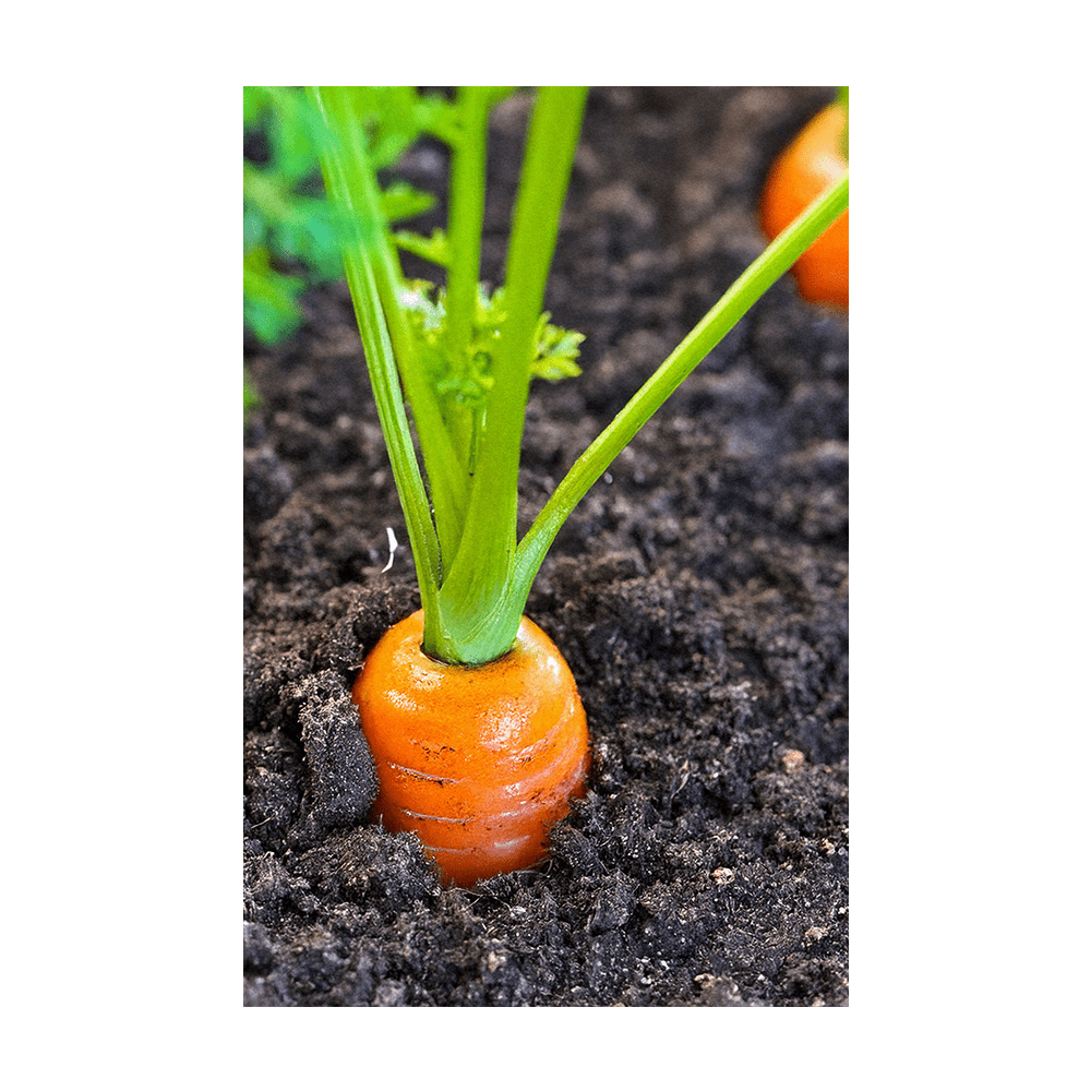 Carrot seeds vacuum-sealed - Shido Seeds by Chive