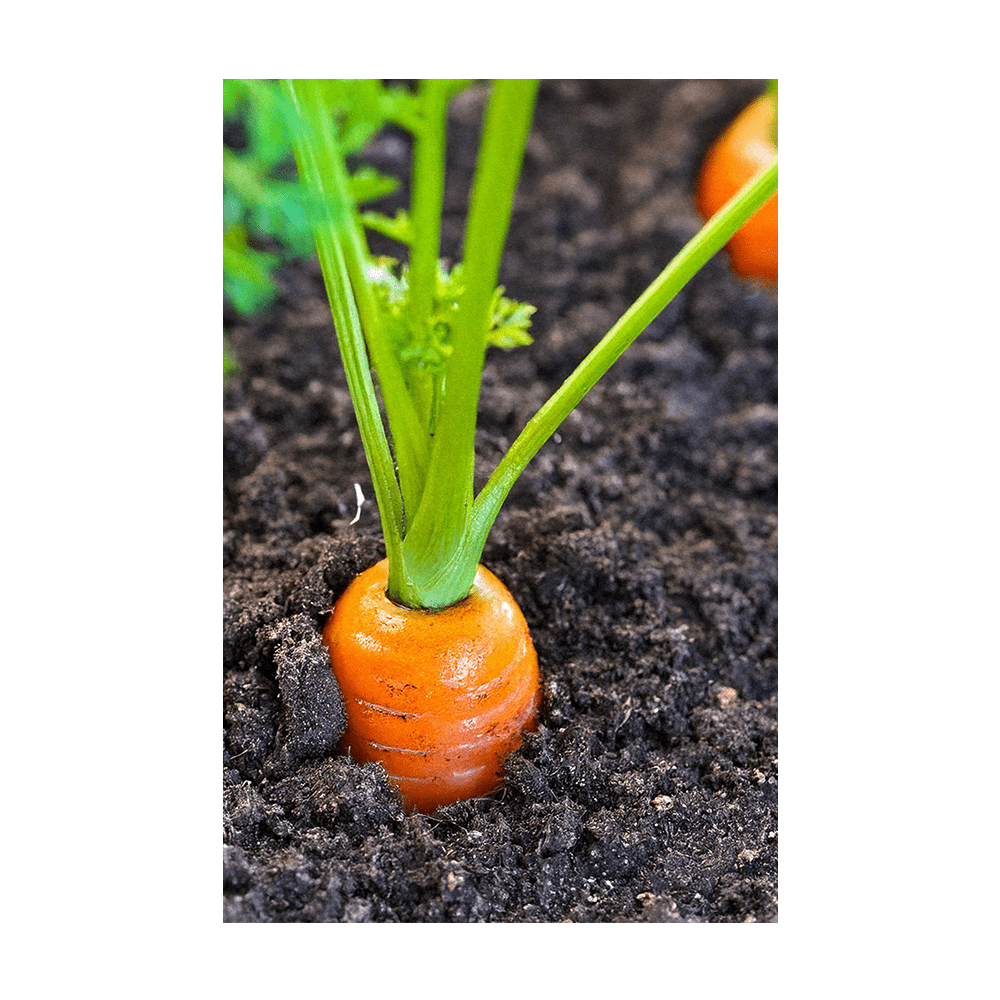 Carrot Vegetable Seeds Packet - Chive Ceramics Studio - Seeds - Chive Ceramics Studio