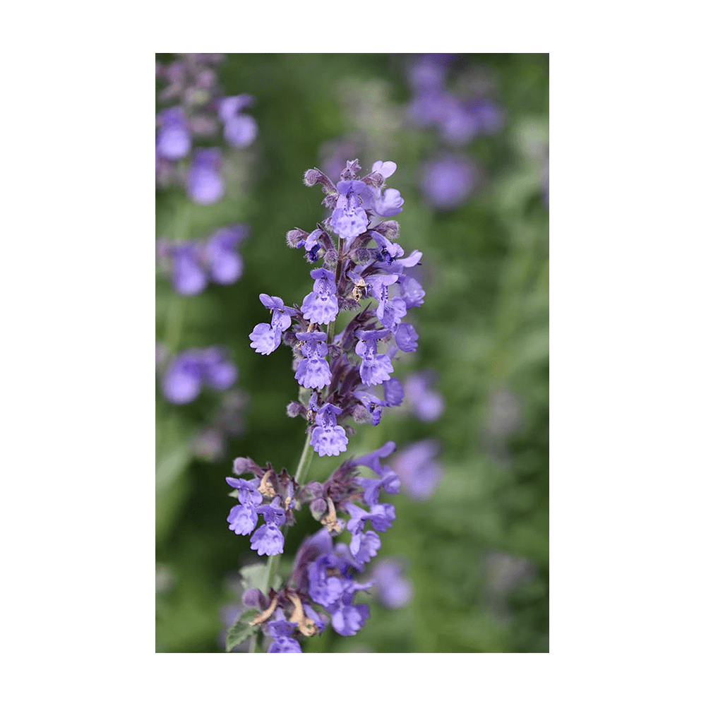 Catnip seeds vacuum-sealed - Shido Seeds by Chive