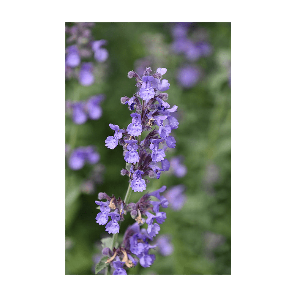 Catnip Flower Seeds Packet - Chive Ceramics Studio - Seeds - Chive Ceramics Studio