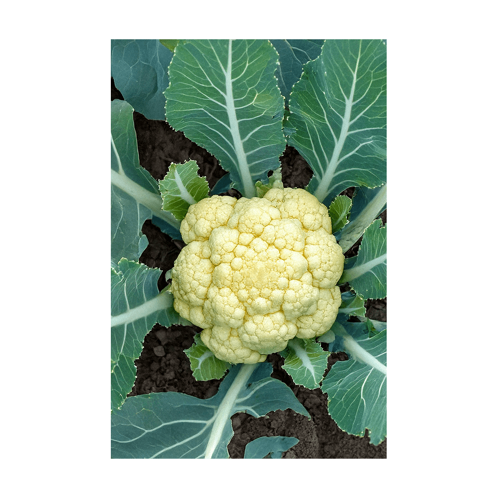 Cauliflower seeds vacuum-sealed - Shido Seeds by Chive