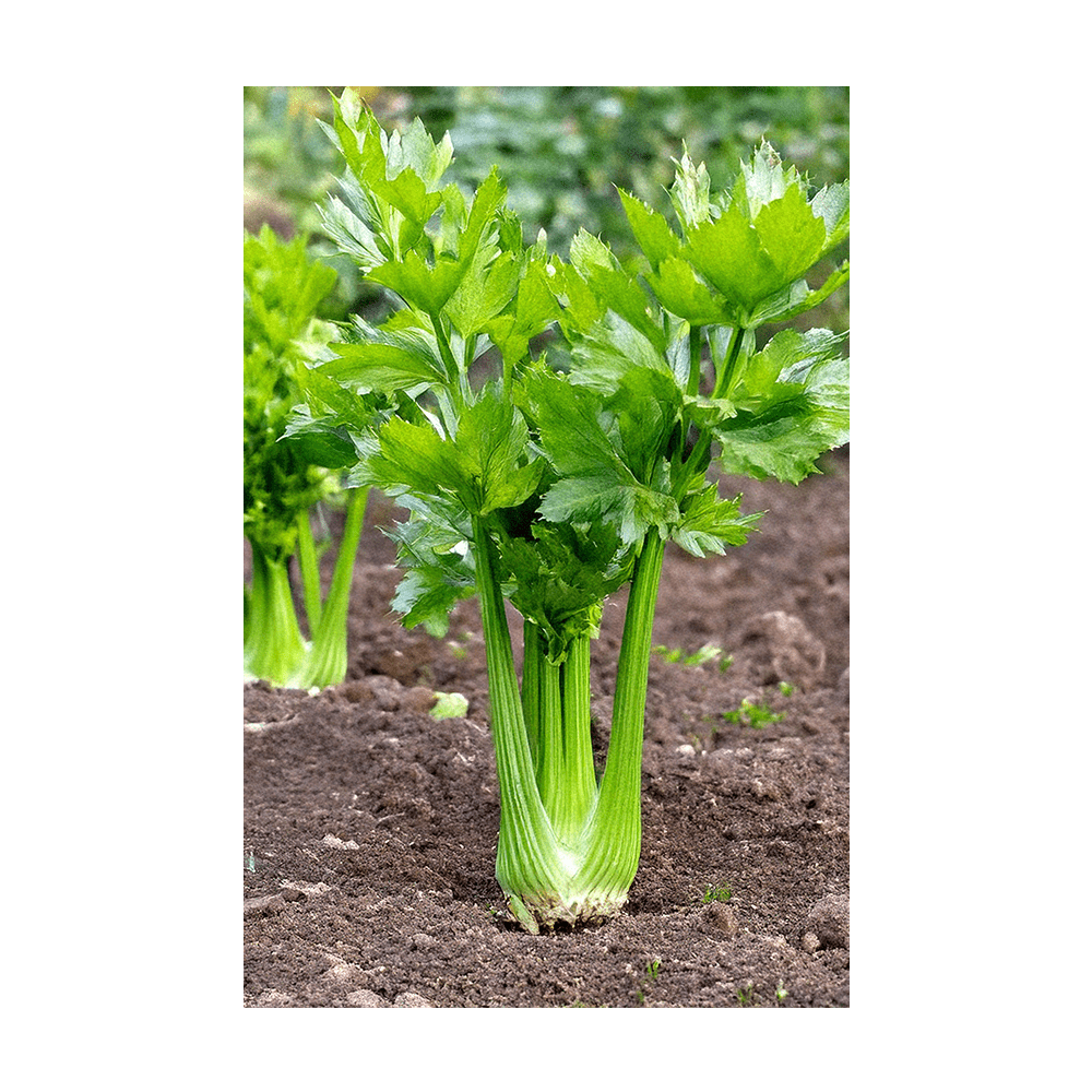 Celery seeds vacuum-sealed - Shido Seeds by Chive