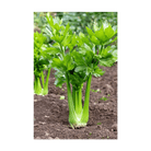 Celery Vegetable Seeds Packet - Chive Ceramics Studio - Seeds - Chive Ceramics Studio