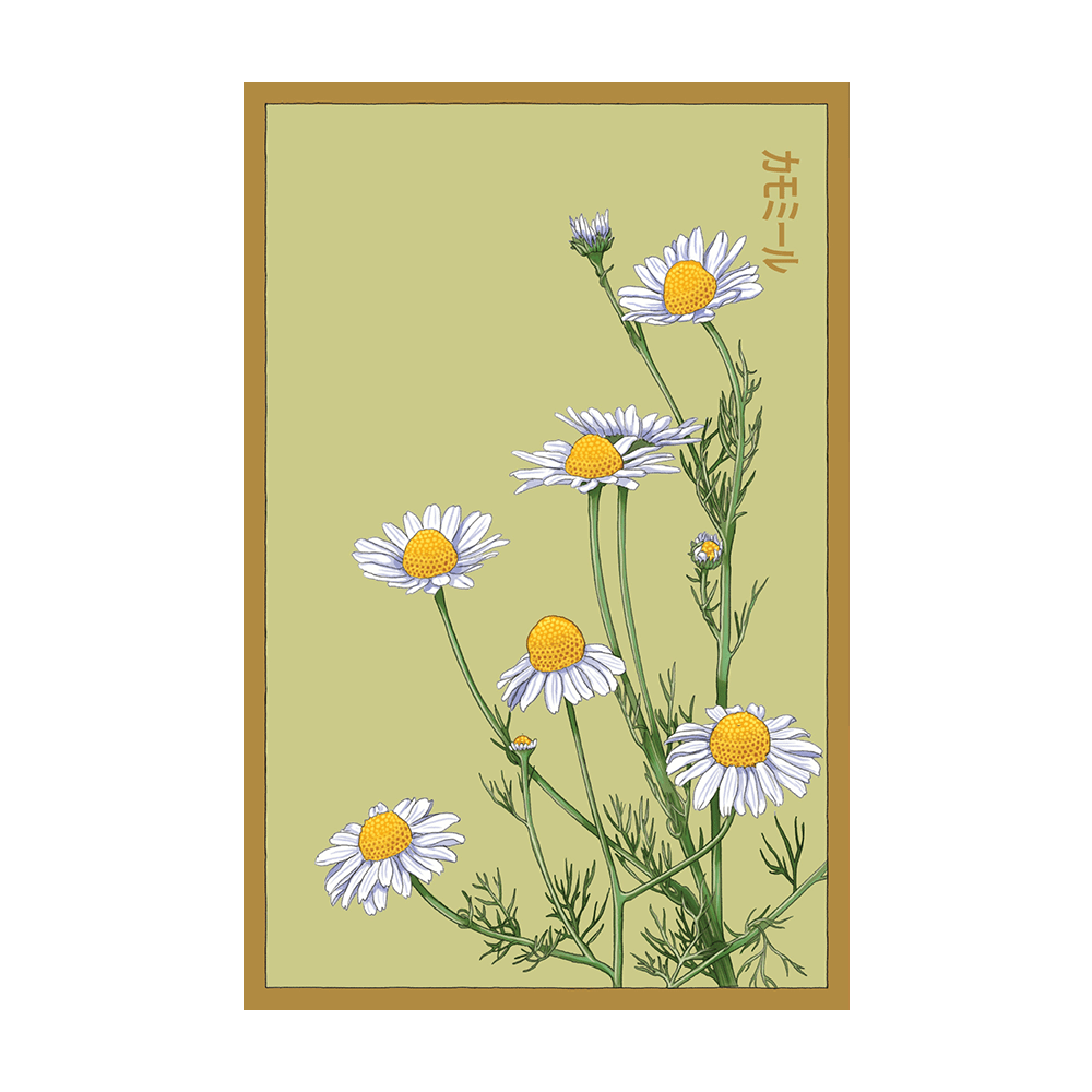 Chamomile Flower Seeds Packet - Chive Ceramics Studio - Seeds - Chive Ceramics Studio