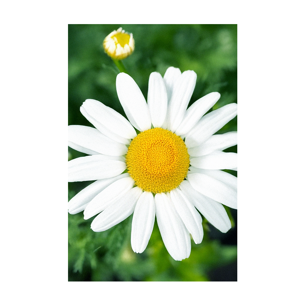 Chamomile seeds vacuum-sealed - Shido Seeds by Chive