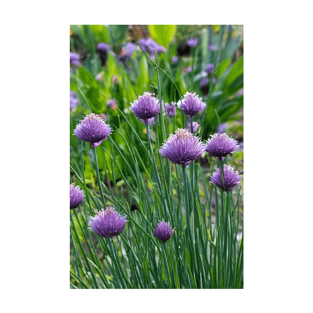 Chives Herb Seeds