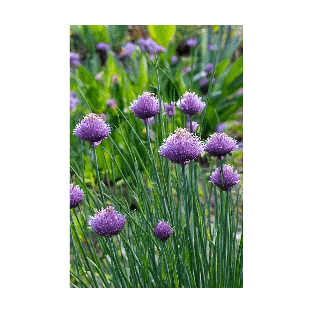 Chives Herb Seeds Packet - Chive Ceramics Studio - Seeds - Chive Ceramics Studio