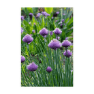 Chives Herb Seeds Packet - Chive Ceramics Studio - Seeds - Chive Ceramics Studio