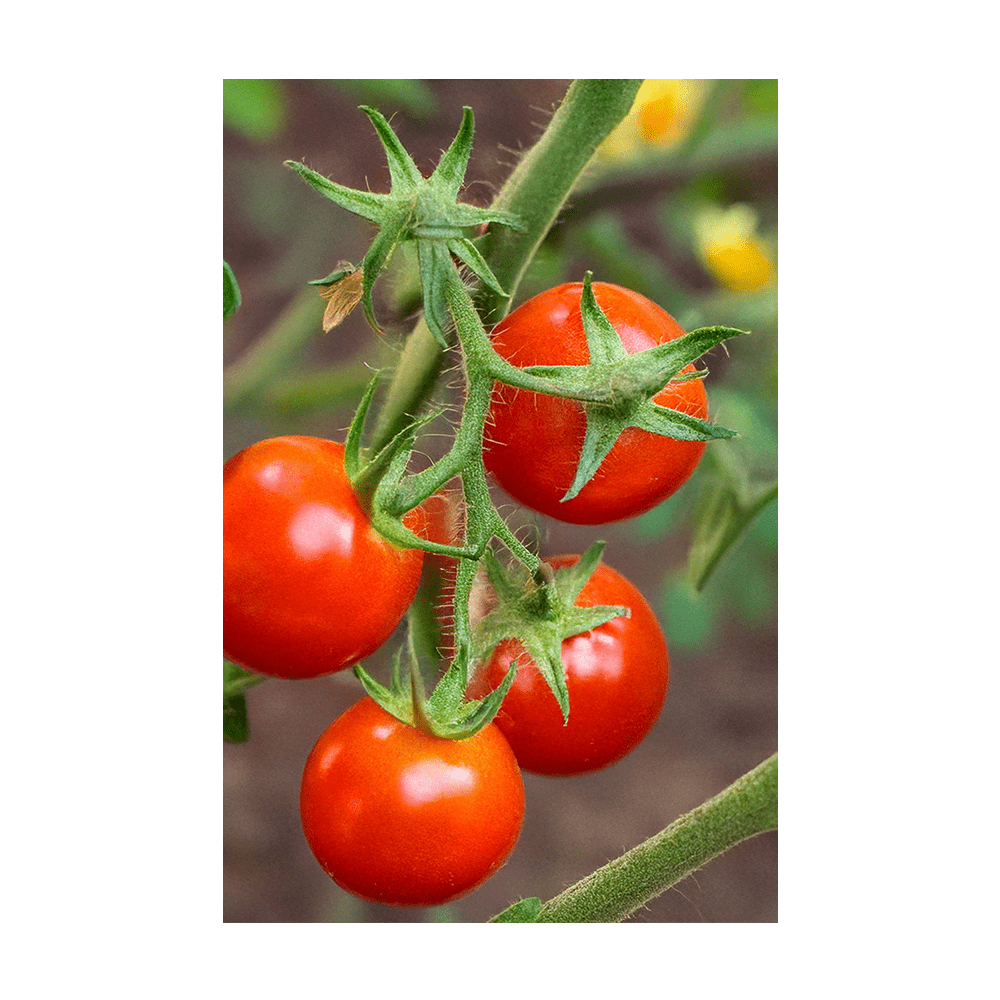 Cherry Tomato seeds vacuum-sealed - Shido Seeds by Chive