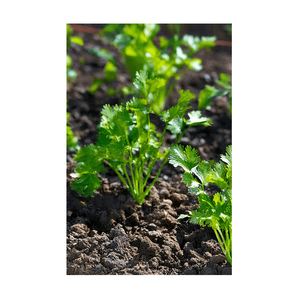Cilantro seeds vacuum-sealed - Shido Seeds by Chive