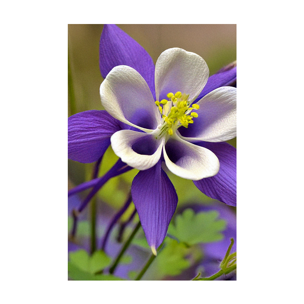 Columbine seeds vacuum-sealed - Shido Seeds by Chive