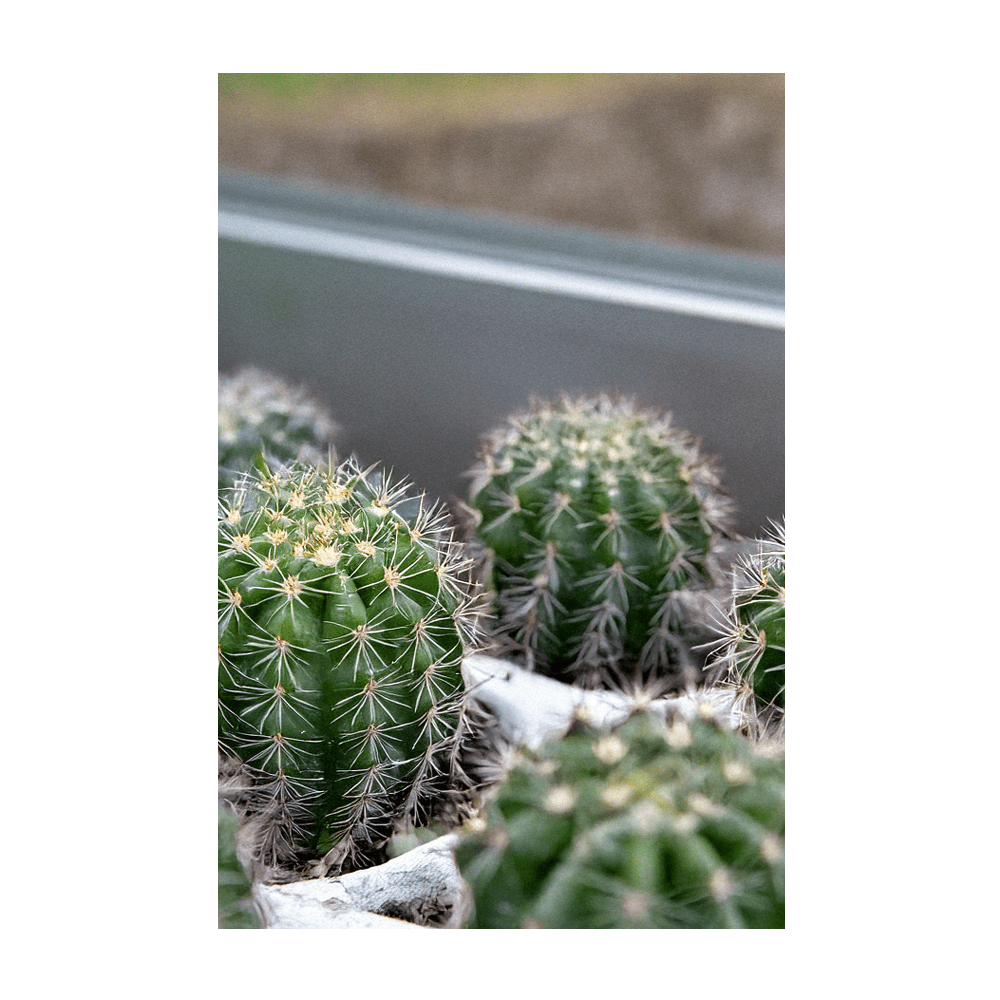 Mixed Cacti seedlings in sandy growing medium