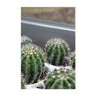 Small Mixed Cacti Indoor Seeds Packet - Chive Ceramics Studio - Seeds - Chive Ceramics Studio