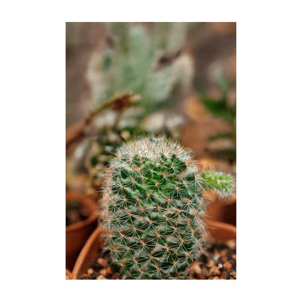 Mixed Cacti mature specimens in ceramic pots - Shido Seeds by Chive