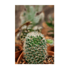 Small Mixed Cacti Indoor Seeds Packet - Chive Ceramics Studio - Seeds - Chive Ceramics Studio