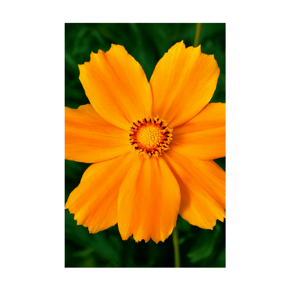 Big Flower Coreopsis seeds vacuum-sealed - Shido Seeds by Chive