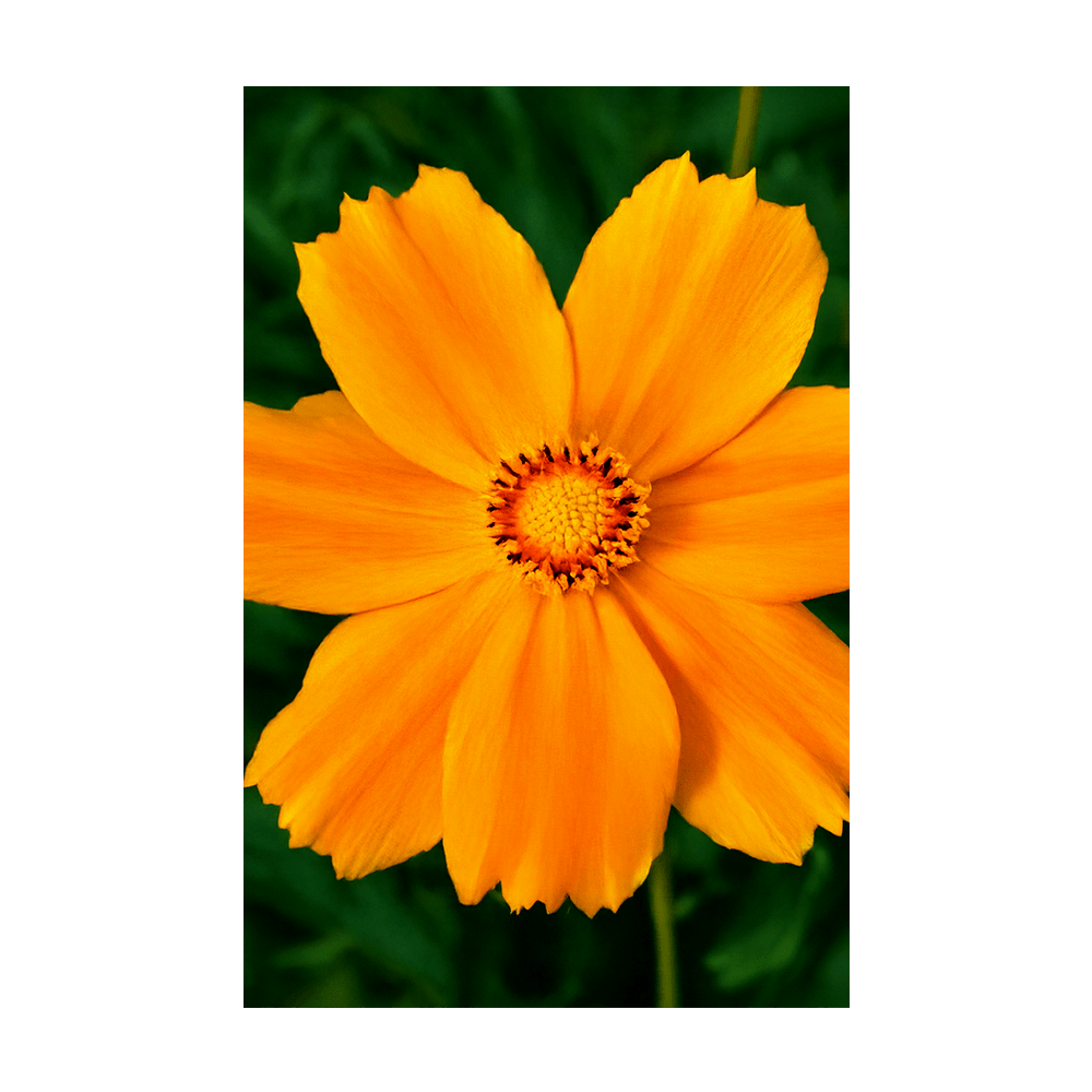 Big Flower Coreopsis Flower Seeds Packet - Chive Ceramics Studio - Seeds - Chive Ceramics Studio