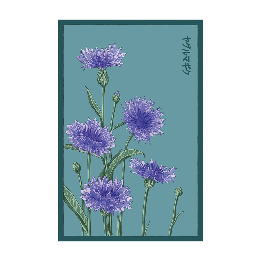 Blue Cornflower Flower Seeds Packet - Chive Ceramics Studio - Seeds - Chive Ceramics Studio