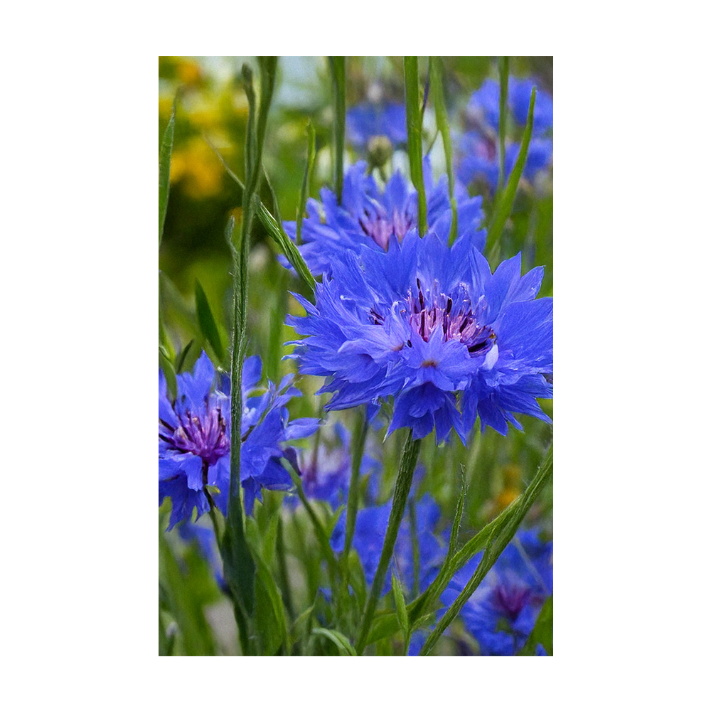 Blue Cornflower seeds vacuum-sealed - Shido Seeds by Chive
