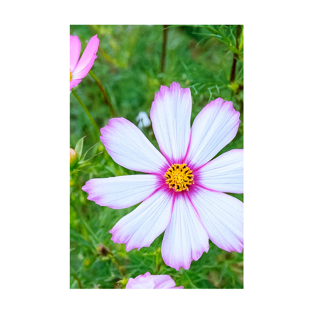 Cosmos seeds vacuum-sealed - Shido Seeds by Chive