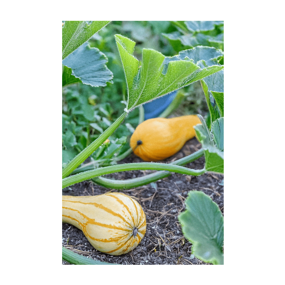 Crookneck Squash harvested young for best flavour and tenderness