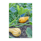 Early Golden Crookneck Squash Vegetable Seeds Packet - Chive Ceramics Studio - Seeds - Chive Ceramics Studio