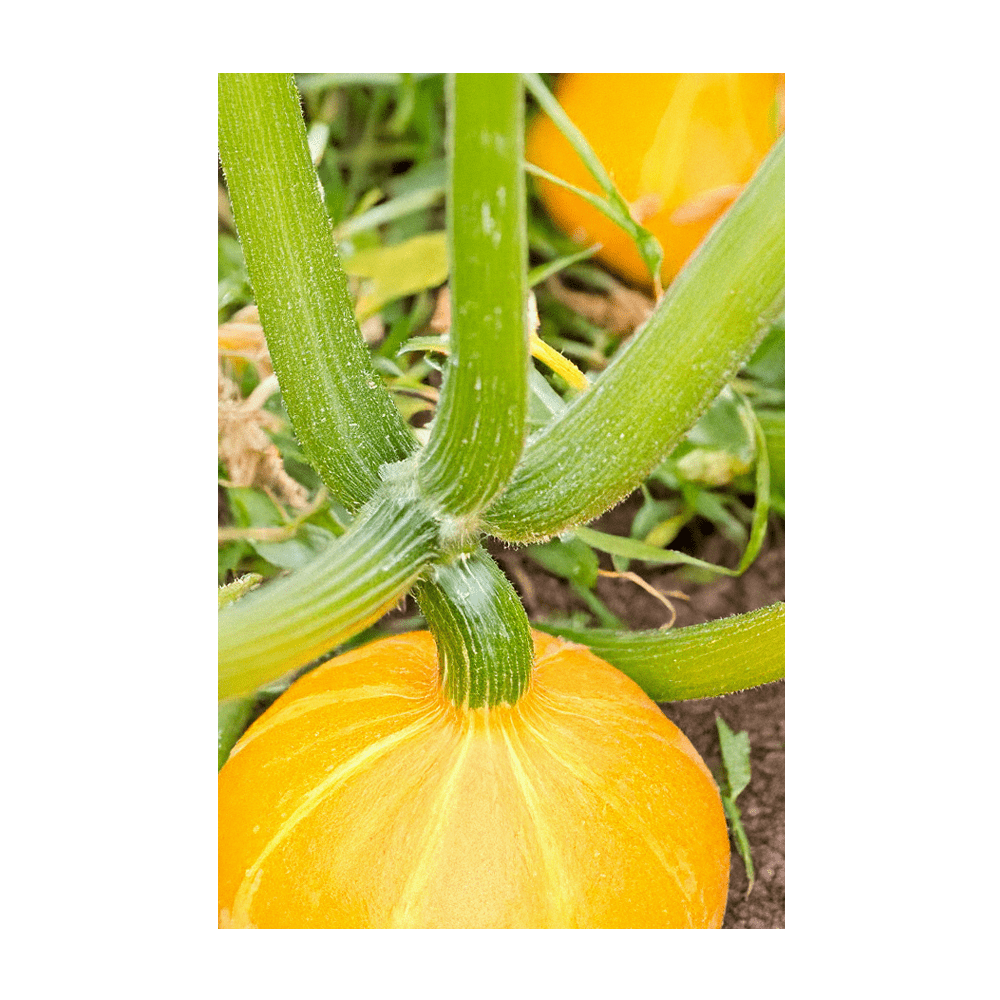 Early Golden Squash seeds vacuum-sealed - Shido Seeds by Chive