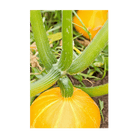 Early Golden Crookneck Squash Vegetable Seeds Packet - Chive Ceramics Studio - Seeds - Chive Ceramics Studio