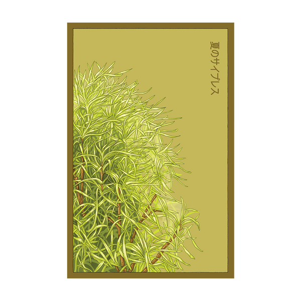 Summer Cypress Flower Seeds | Non-GMO, Vacuum-Sealed | Shido