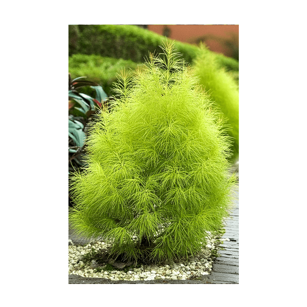 Summer Cypress seeds vacuum-sealed - Shido Seeds by Chive