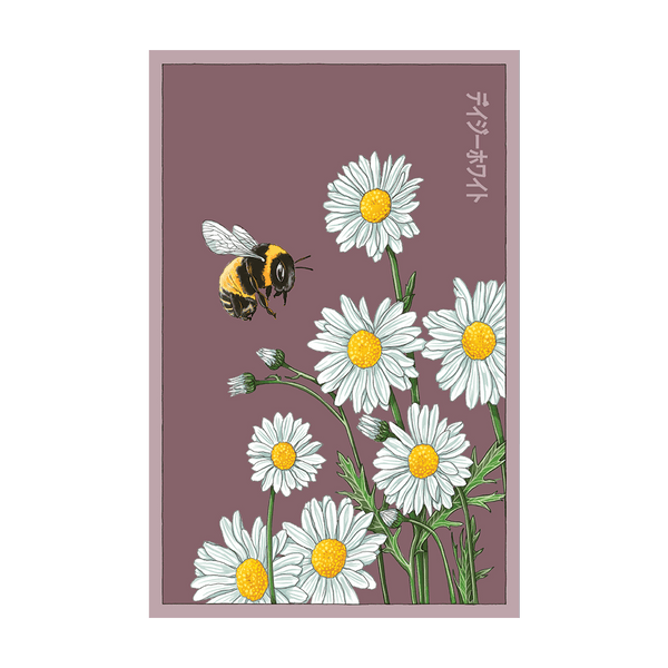 Daisy White Flower seed packet - Shido Seeds non-GMO vacuum-sealed woodblock design