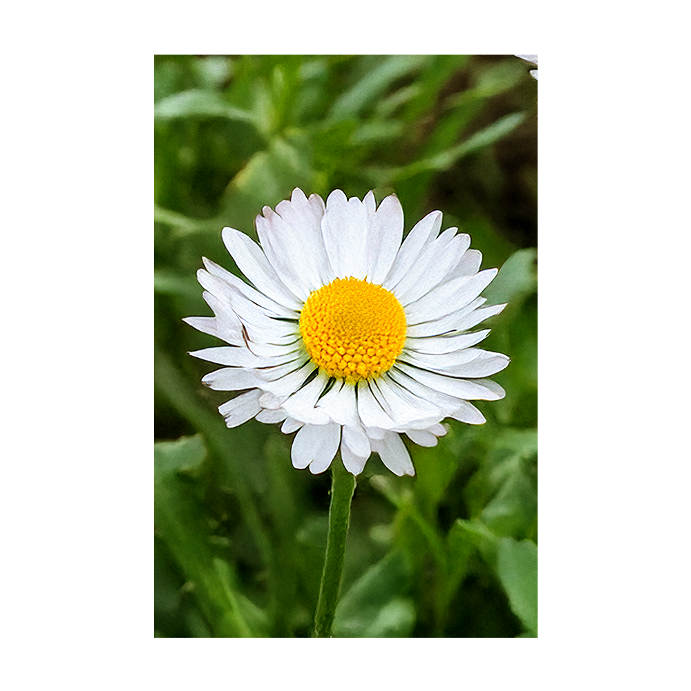 Shido Seeds Daisy Flower Seeds - Thumbnail 2