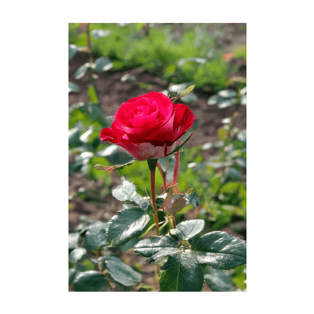 Desert Rose Indoor Seeds Packet - Chive Ceramics Studio - Seeds - Chive Ceramics Studio