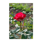 Desert Rose Indoor Seeds Packet - Chive Ceramics Studio - Seeds - Chive Ceramics Studio