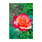 Desert Rose Indoor Seeds Packet - Chive Ceramics Studio - Seeds - Chive Ceramics Studio