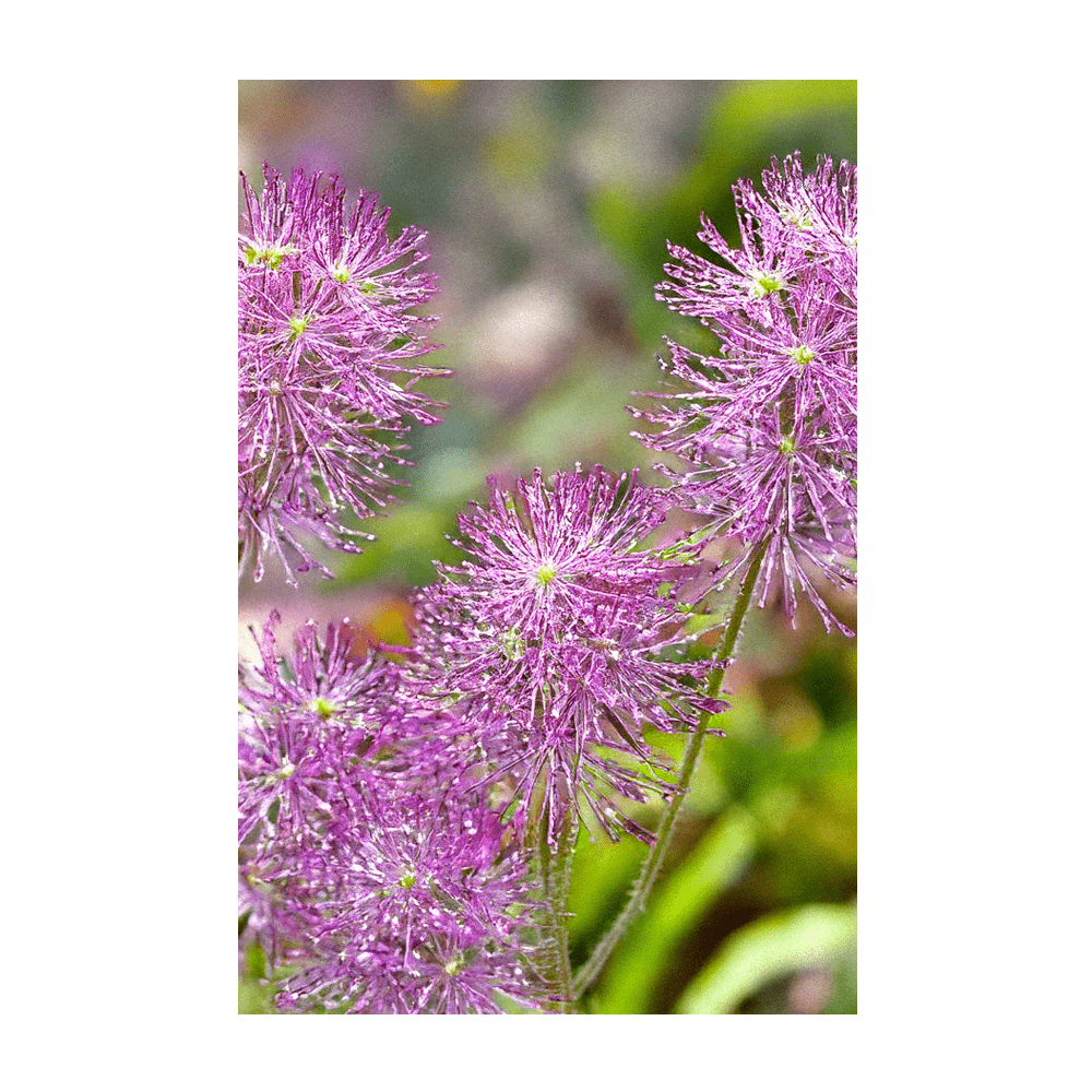 Dewflower low-growing succulent plant in sandy garden