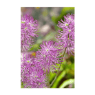 Dewflower Flower Seeds Packet - Chive Ceramics Studio - Seeds - Chive Ceramics Studio