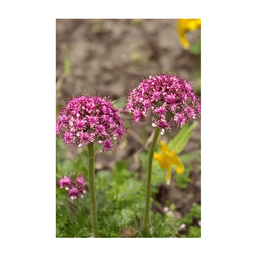 Dewflower Flower Seeds Packet - Chive Ceramics Studio - Seeds - Chive Ceramics Studio