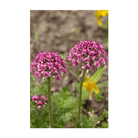 Dewflower Flower Seeds Packet - Chive Ceramics Studio - Seeds - Chive Ceramics Studio