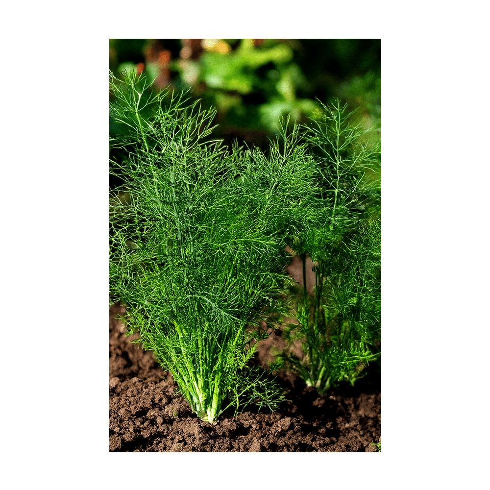Dill seeds vacuum-sealed - Shido Seeds by Chive