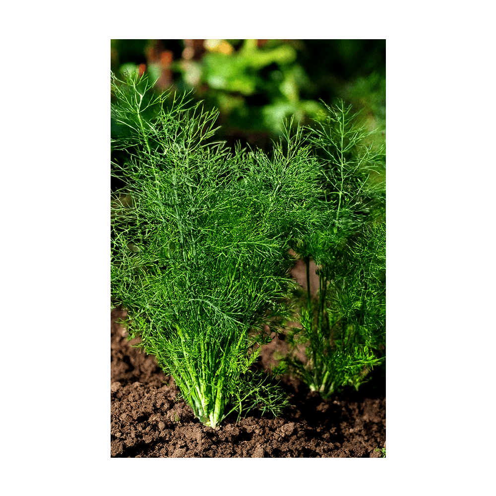 Dill Herb Seeds Packet - Chive Ceramics Studio - Seeds - Chive Ceramics Studio