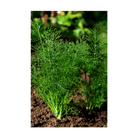 Dill Herb Seeds Packet - Chive Ceramics Studio - Seeds - Chive Ceramics Studio