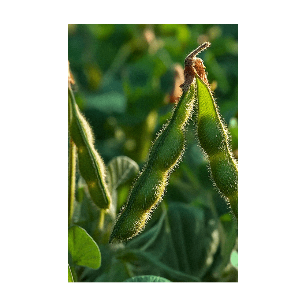 Edamame seeds vacuum-sealed - Shido Seeds by Chive