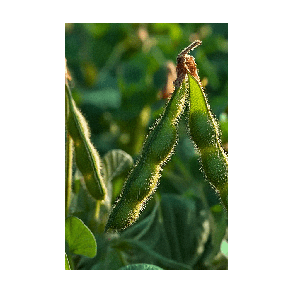 Edamame Vegetable Seeds Packet - Chive Ceramics Studio - Seeds - Chive Ceramics Studio