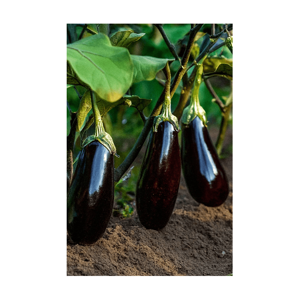 Eggplant seeds vacuum-sealed - Shido Seeds by Chive