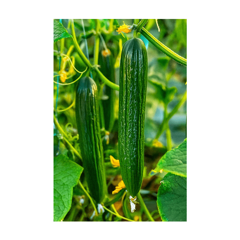 English Cucumber seeds vacuum-sealed - Shido Seeds by Chive