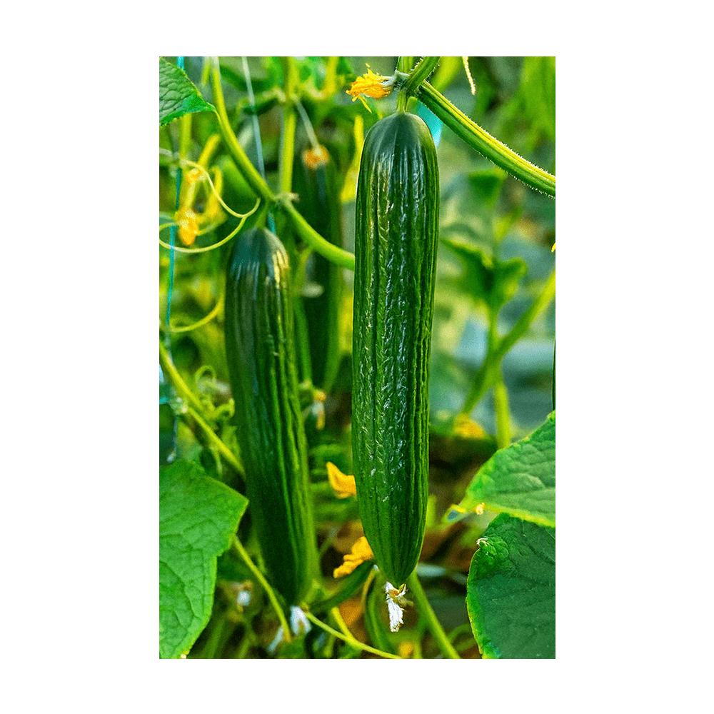 English Cucumber Vegetable Seeds Packet - Chive Ceramics Studio - Seeds - Chive Ceramics Studio