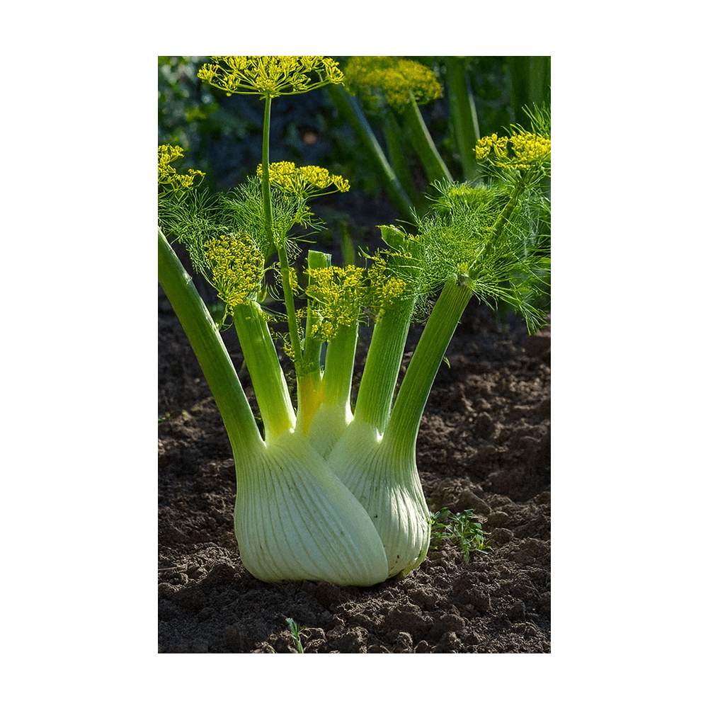 Fennel seeds vacuum-sealed - Shido Seeds by Chive